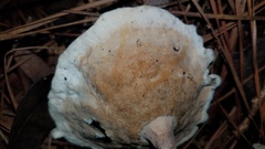 Microporellus dealbatus