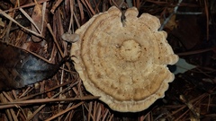 Microporellus dealbatus