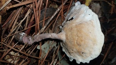 Microporellus dealbatus