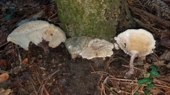 Microporellus dealbatus