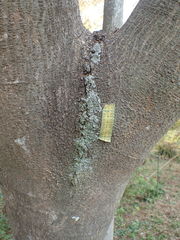 Phaeophyscia limbata