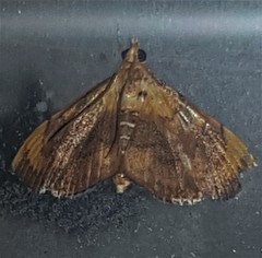 Hyalobathra aequalis