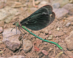 Calopteryx japonica