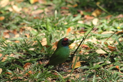 Erythrura pealii