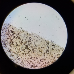 Psathyrella laricina