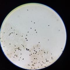 Psathyrella laricina