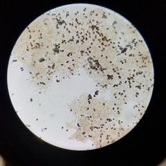 Psathyrella laricina