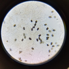 Psathyrella laricina