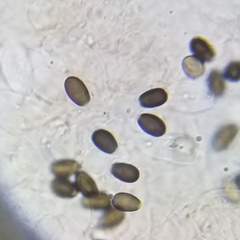 Psathyrella laricina