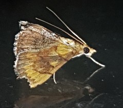 Hyalobathra aequalis
