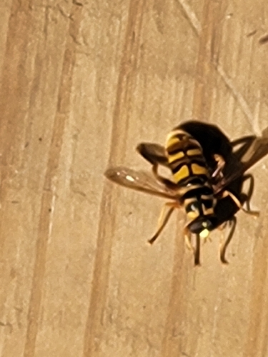 Unknown species found near Crawford County, US-KS, US