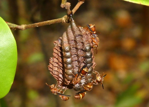 Ropalidia galimatia