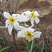 Leucocoryne appendiculata - Photo (c) “Juan de los Zorros”, algunos derechos reservados (CC BY-NC), subido por “Juan de los Zorros”