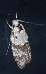 Tracholena sulfurosa