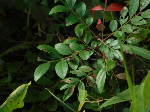 Unknown species found near Lower Township, NJ, USA