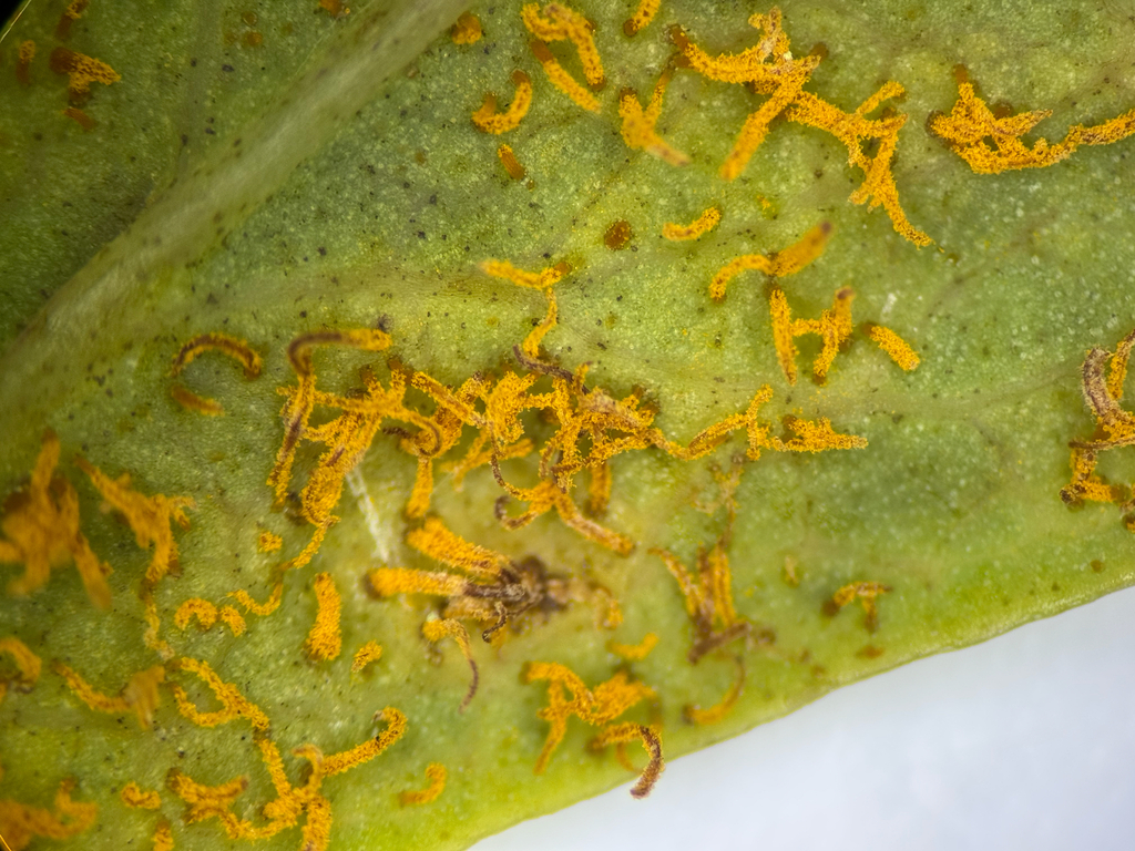 Comandra Blister Rust