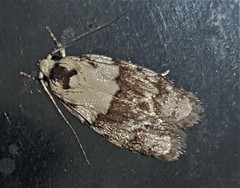 Tracholena sulfurosa