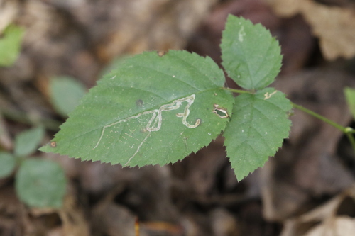 Unknown species found near Carroll County, MD, USA