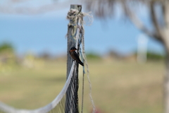 Hirundo tahitica