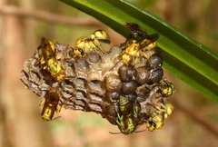 Ropalidia dubia