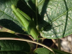 Schistocerca serialis cubense