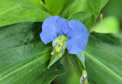 Commelina eckloniana