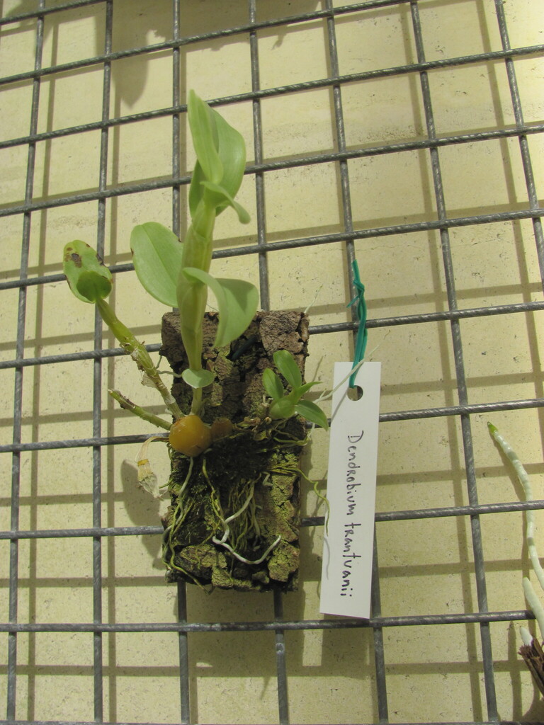 Dendrobium trantuanii Perner & X.N.Dang