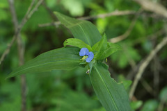 Commelina eckloniana