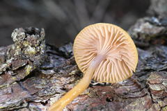 Chromosera