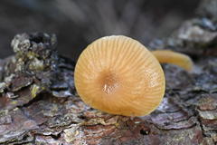 Chromosera