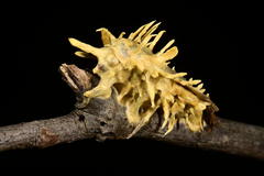 Akanthomyces aculeatus