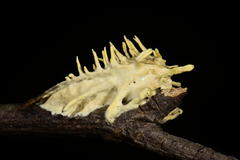 Akanthomyces aculeatus