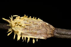 Akanthomyces aculeatus