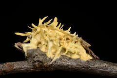 Akanthomyces aculeatus