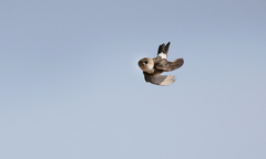 Antillean Palm-Swift photo 2