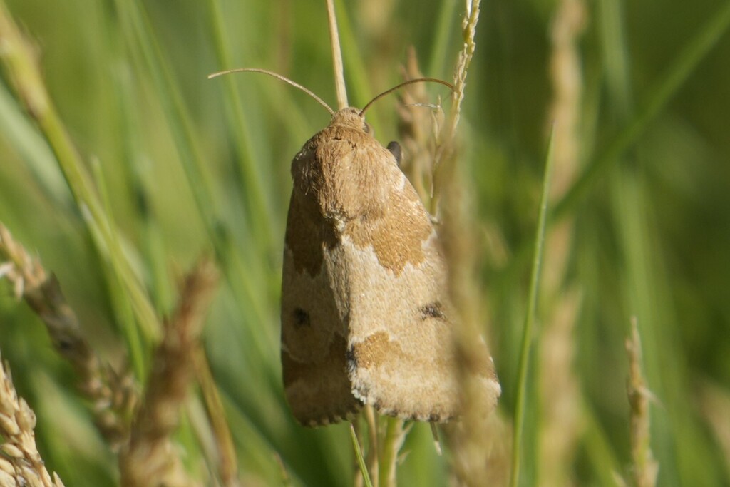 Schinia diffusa