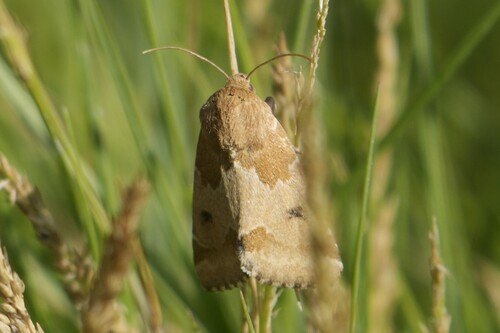 Schinia diffusa