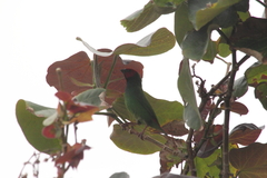 Erythrura pealii