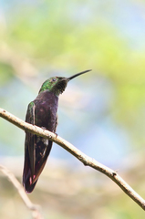 Anthracothorax dominicus