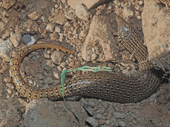 Chalcides ocellatus ocellatus