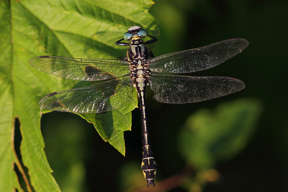 Turkish Clubtail