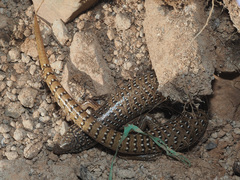 Chalcides ocellatus ocellatus