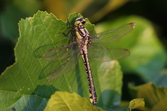 Gomphus