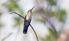 Anthracothorax dominicus