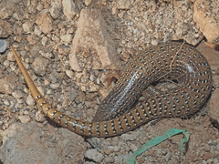 Chalcides ocellatus ocellatus