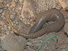 Chalcides ocellatus ocellatus
