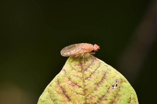 Unknown species found near Westwood, MA 02090, USA