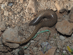 Chalcides ocellatus ocellatus