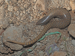Chalcides ocellatus ocellatus