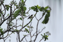Myzomela jugularis